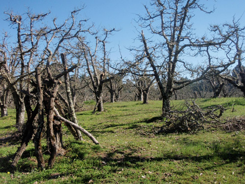 orchardprunings.jpg