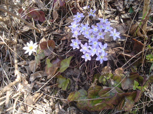 bloodroot-liverleaf.jpg