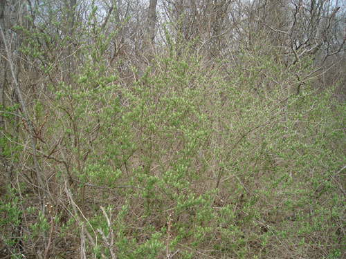 japanese-honeysuckle.jpg