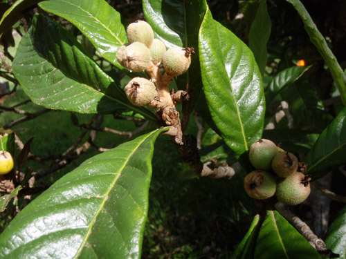 loquat.jpg