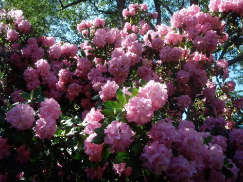 rhododendron1.jpg