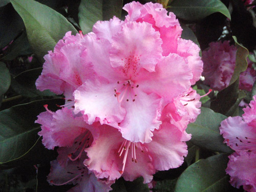 rhododendron2.jpg