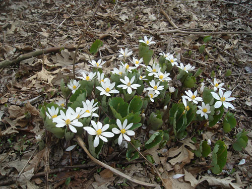 sanguinaria.jpg