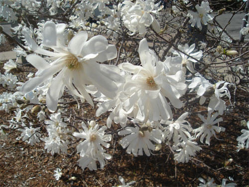 starmagnolia.jpg