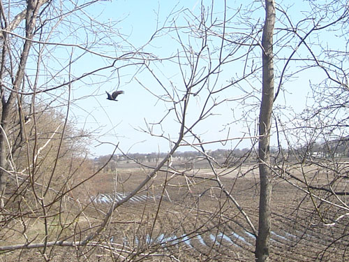 turkey-vulture.jpg