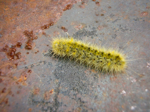 caterpillar.jpg