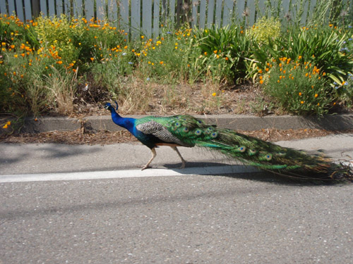 peacock.jpg