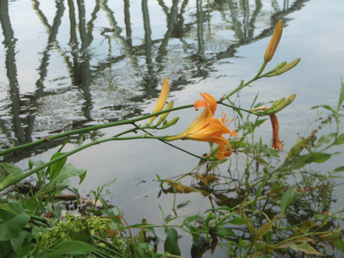 riverlillies2.jpg