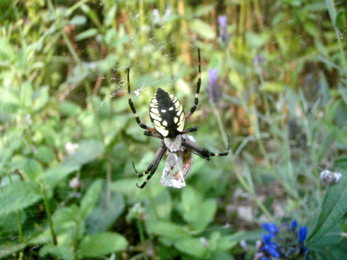 golden orb weaver