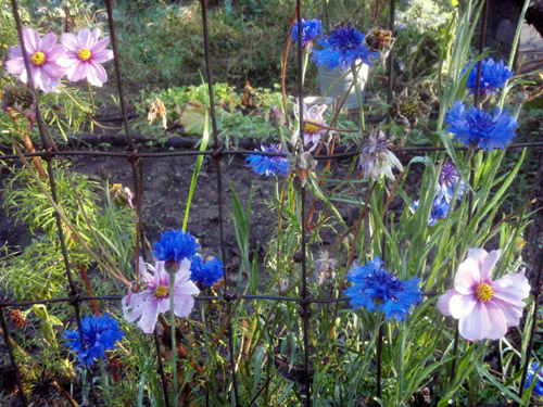 fence flowers2