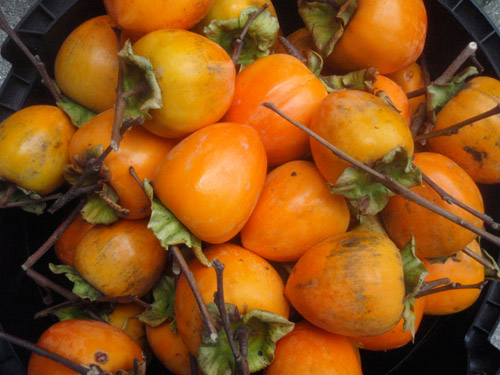 nearly ripe Hachiya Persimmon, ready to be peeled and hung to dry