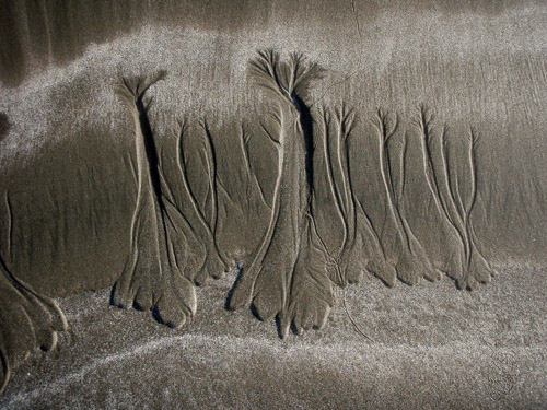 sand trees3