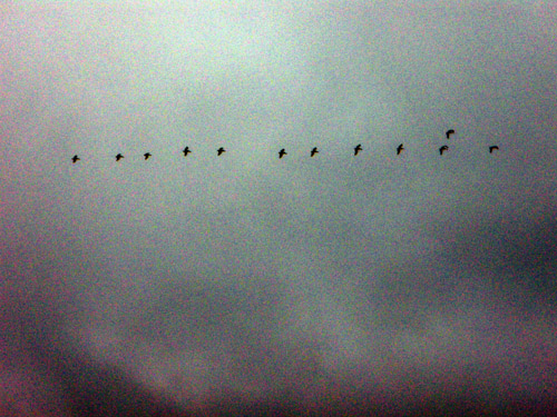 pelicans flying