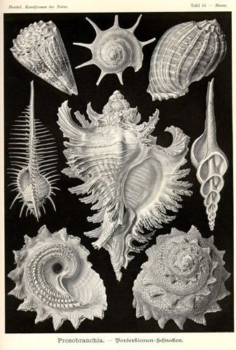 haeckel3