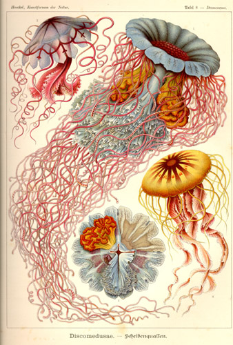 haeckel5