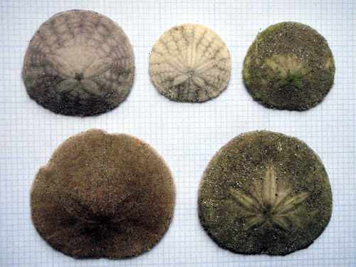 sand dollars1