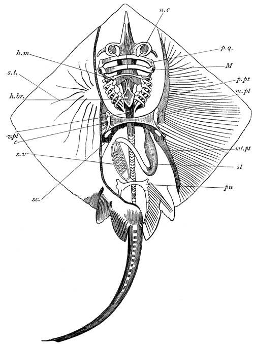 skate skeleton