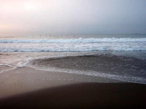 pelicans