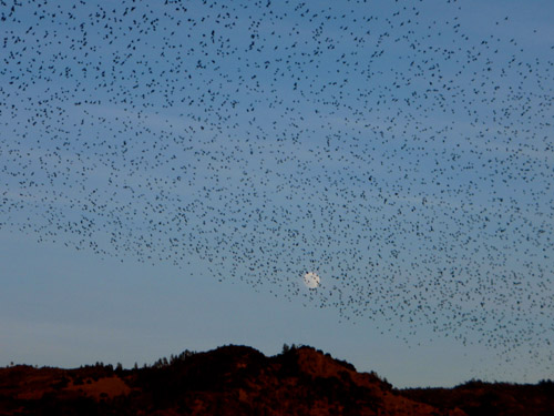 calistoga starlings1