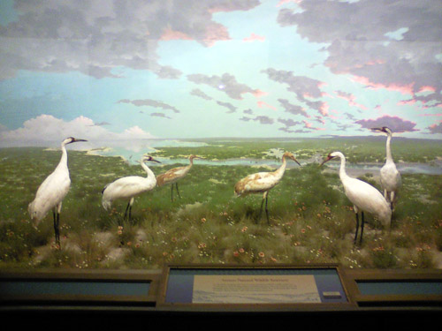 denver whooping cranes